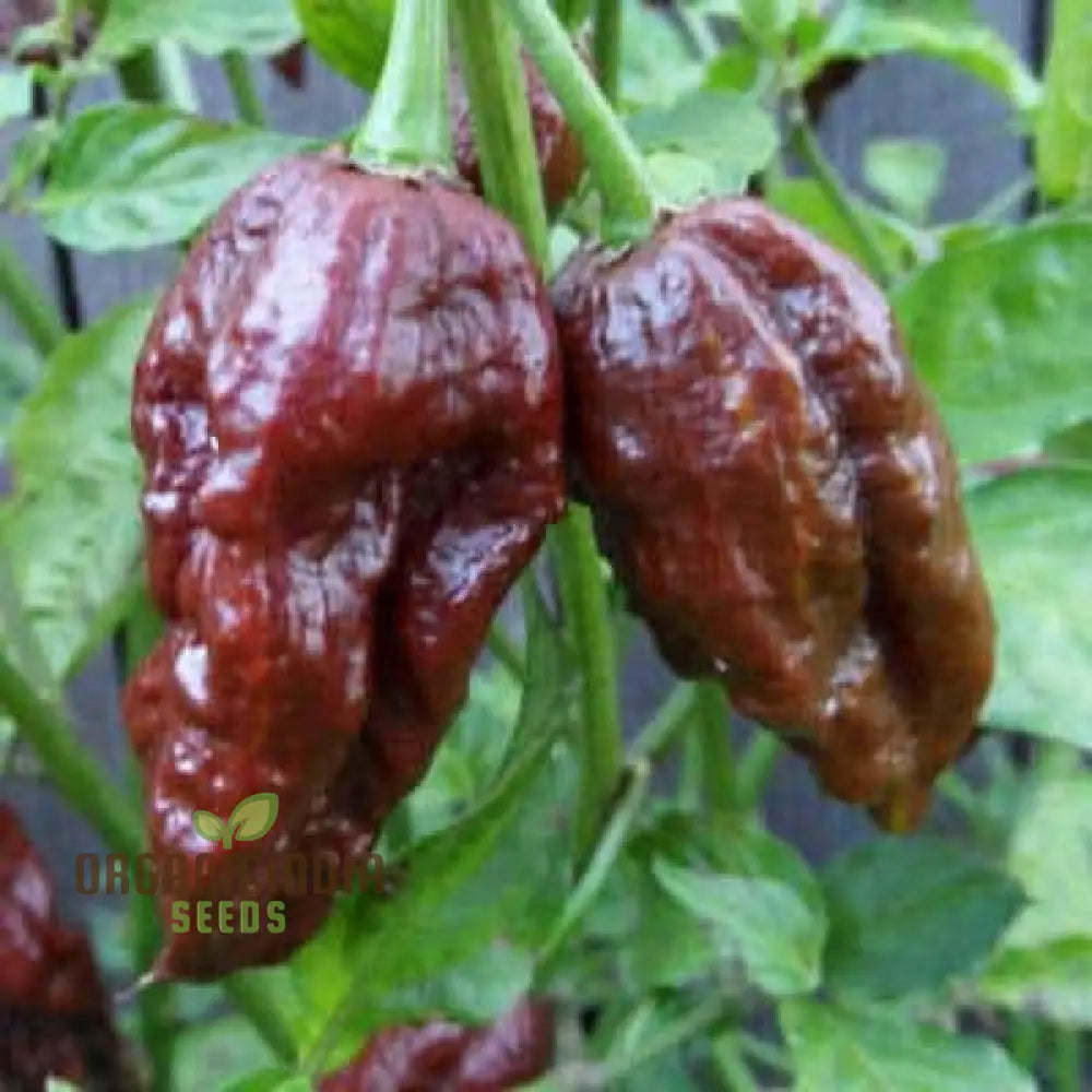 Mature Jolokia Chocolate Brown Chilli Plant from Organic Seeds