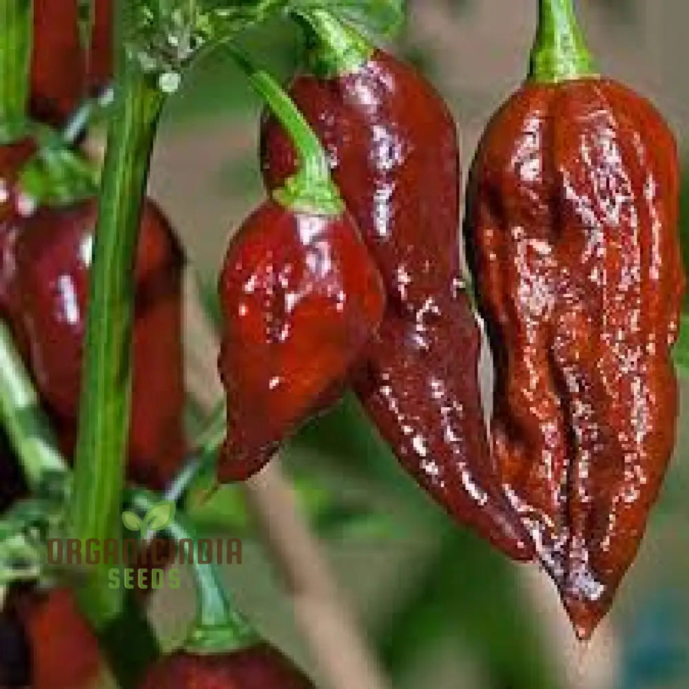 Jolokia Chocolate Brown Chilli Seedling from Organic Seeds, Home Garden Chilli