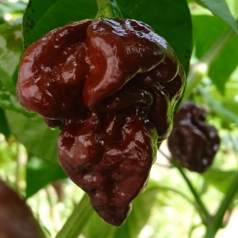Chocolate Brown Jolokia Chillies Growing from Seeds, Hot Pepper Variety