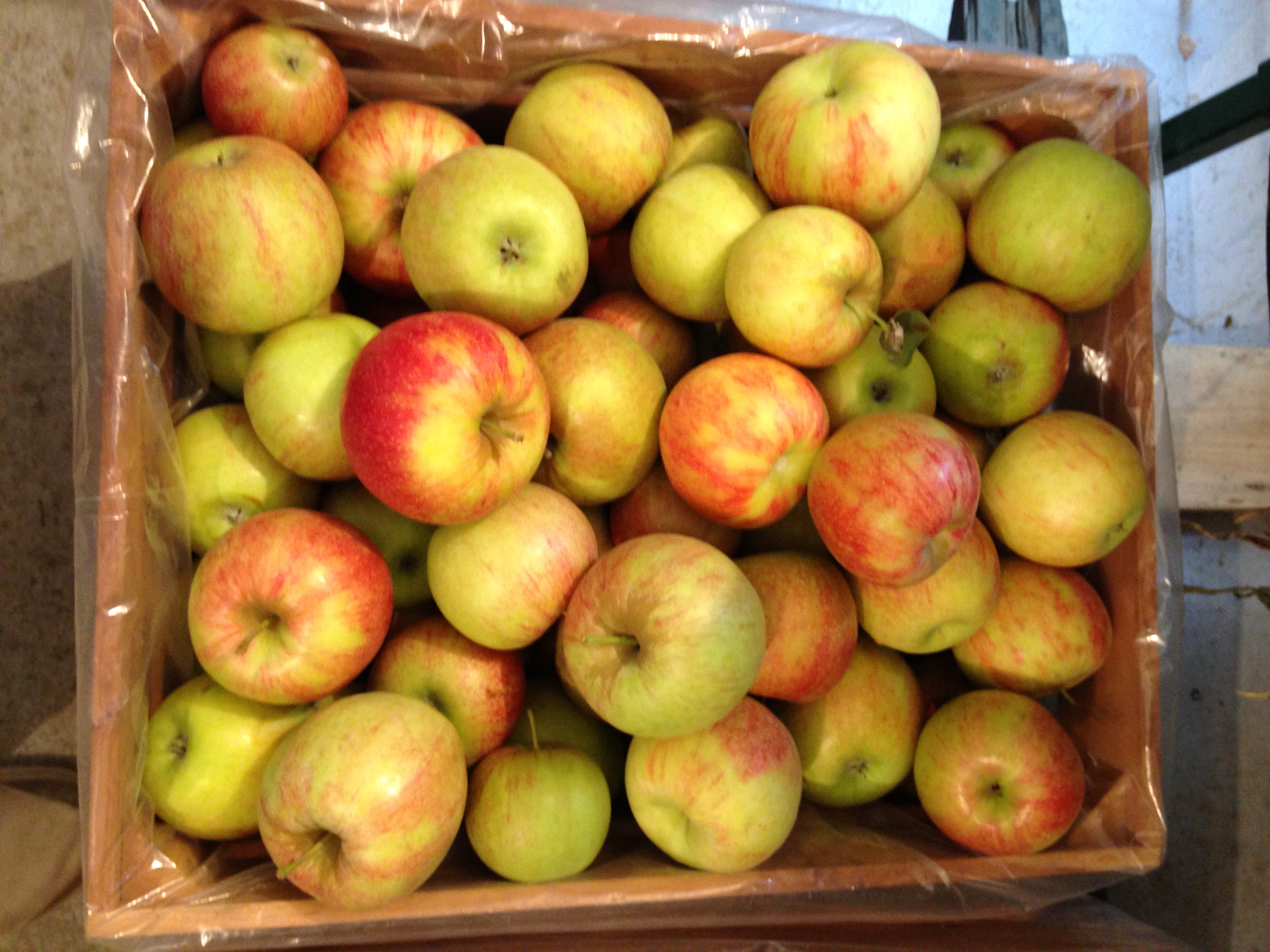 Jonagold Apple Seedling Growing in Pot