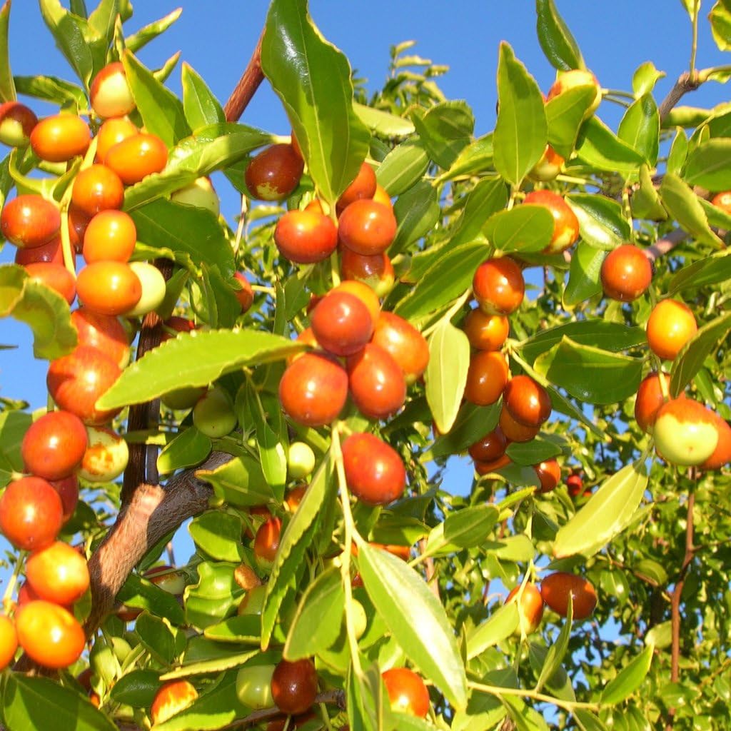 Jujube tree seeds for planting Non-GMO hardy fruit trees
