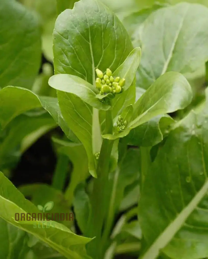 Jung Leafy Green Plants Growing in Garden Bed from Seeds