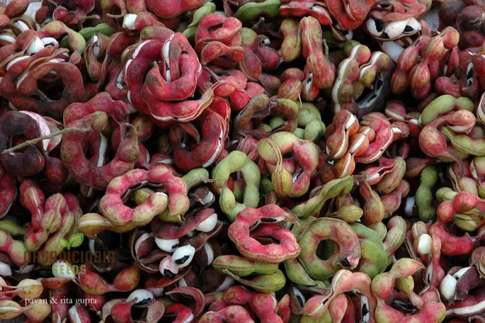 Jungle Jalebi tree with bright green leaves and pods