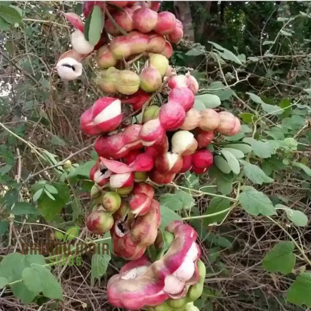 Jungle Jalebi seedlings developing into tropical trees