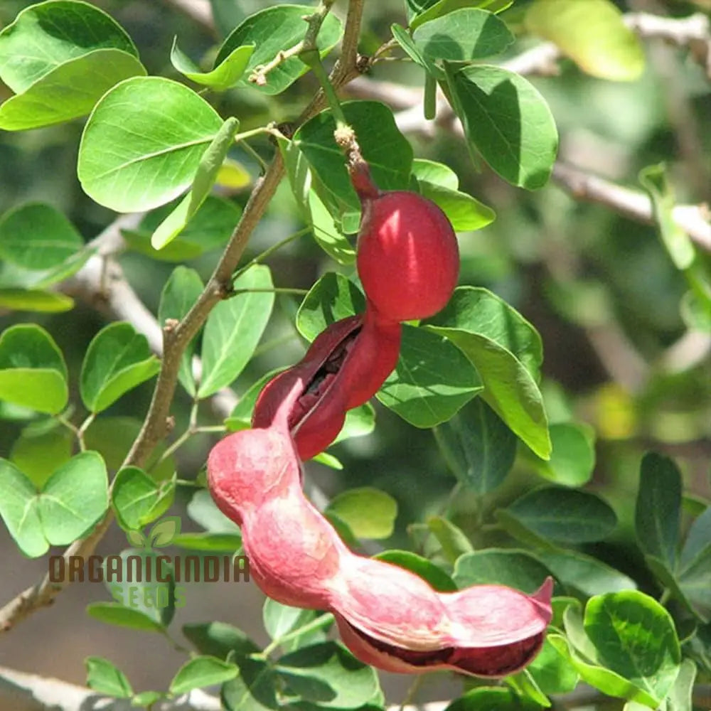 Jungle Jalebi Fruit Seeds Exotic Tropical For Home Gardening Rare & Unique Your Garden
