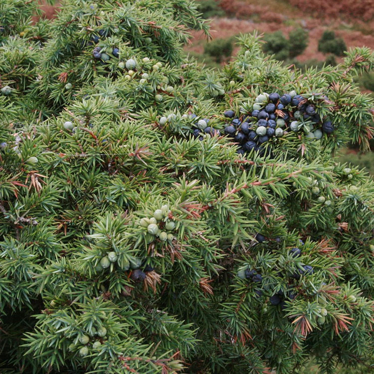 Juniper seeds for planting privacy screens and natural barriers