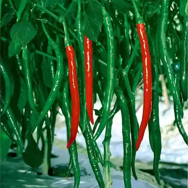 Mature Jwala Pariksha Chilli Plant, Hybrid High-Yield Variety