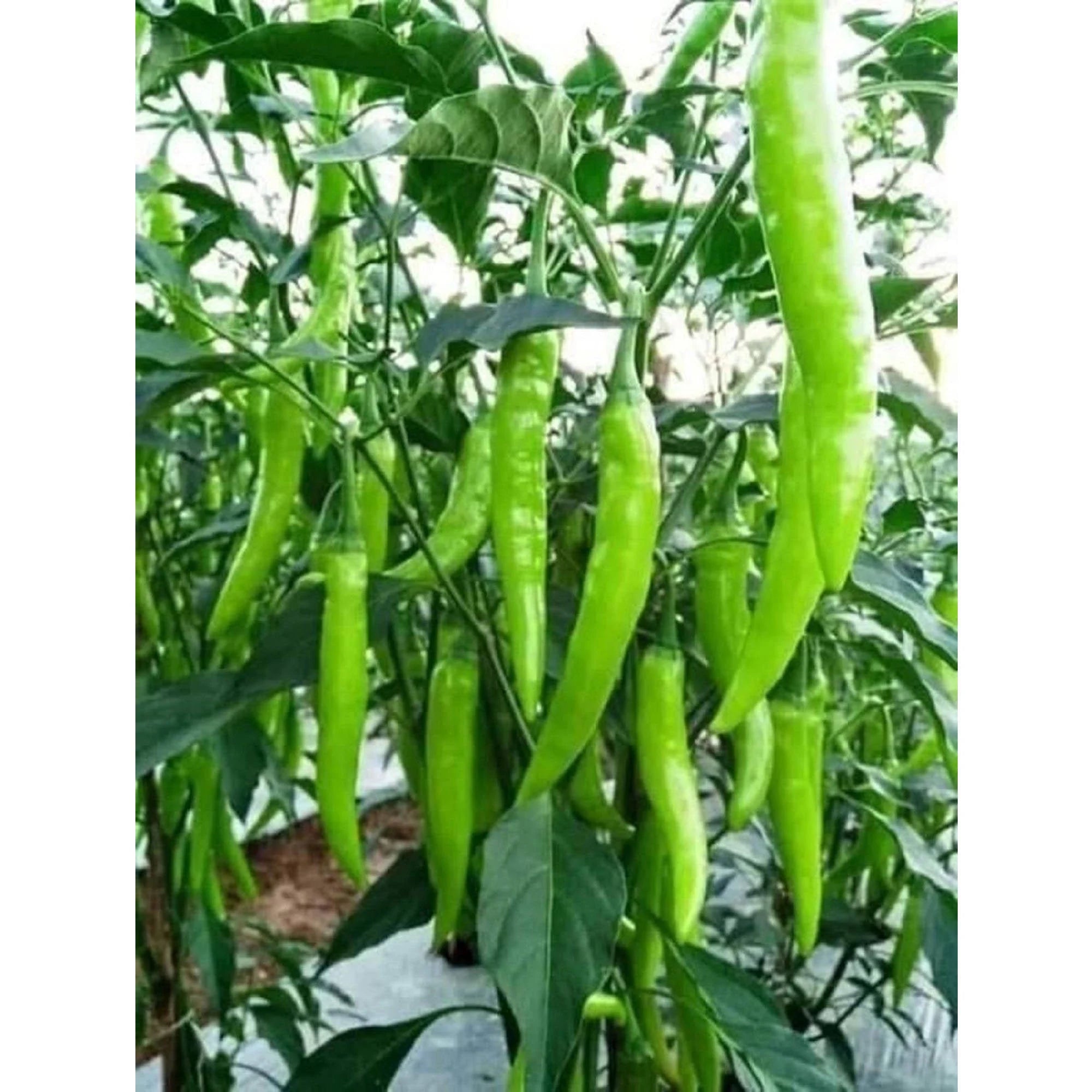 Fresh Red Jwala Pariksha Chillies, Spicy Hybrid Pepper Seeds
