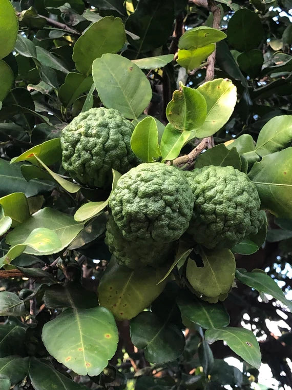 Kaffir Lime Plant Seeds for Patio and Indoor Planting