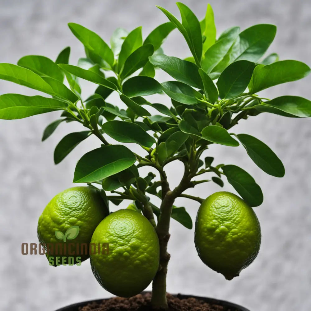 Thai Kaffir Lime Seeds for Planting in Home Gardens