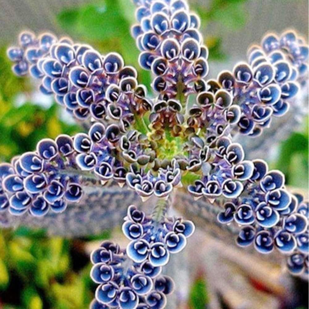Deep Blue Kalanchoe Flower Seeds for Easy Growing