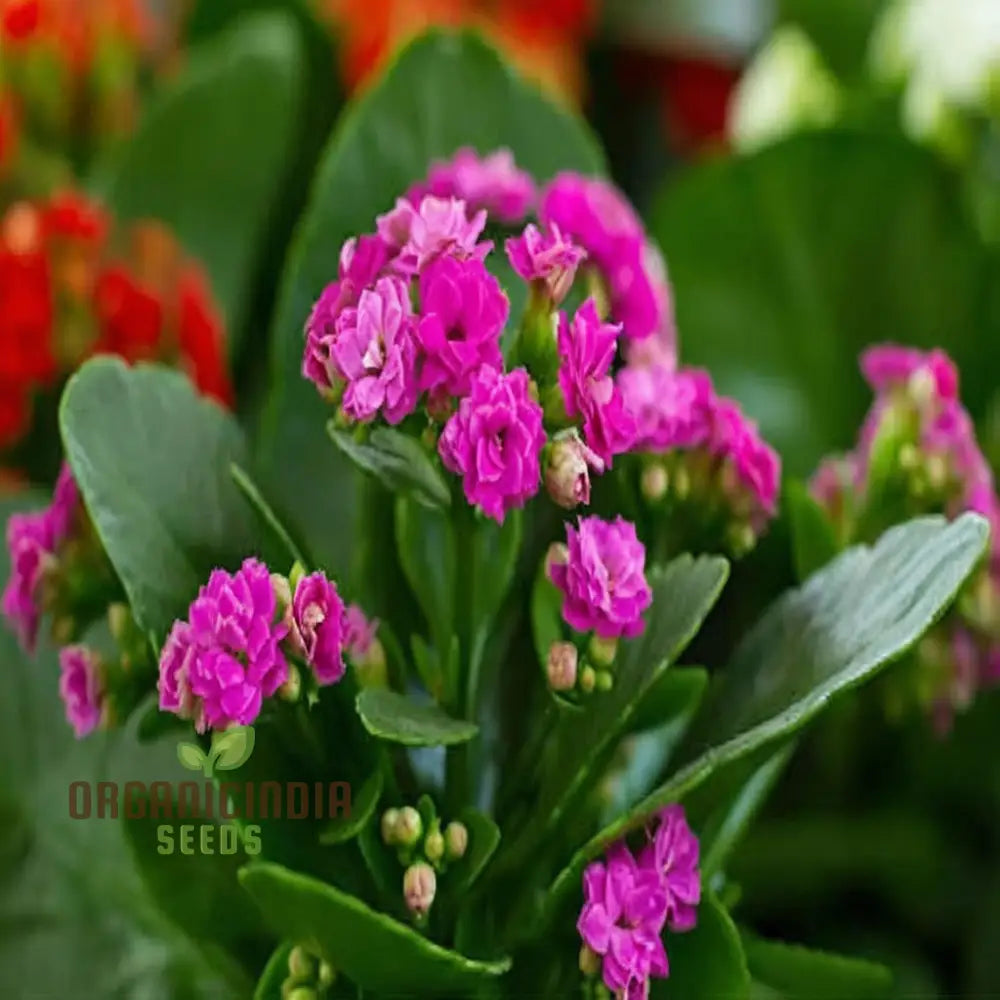 Pink Kalanchoe Used in Garden Border Design