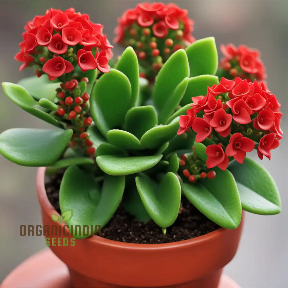 Succulent Style Red Kalanchoe in Pot
