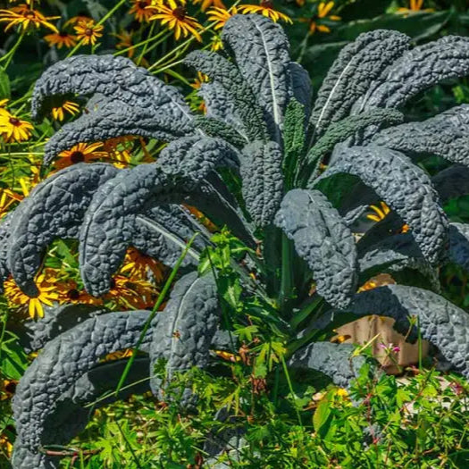 Closeup of Black Toscana Kale Leaves, Nutritious and Flavorful Greens