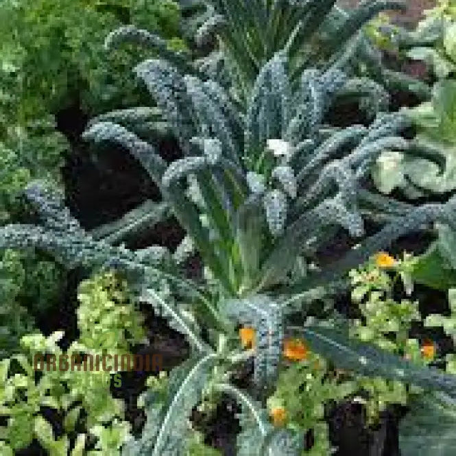 Mature Black Toscana Kale Plant from Seeds, Upright Bushy Leaves