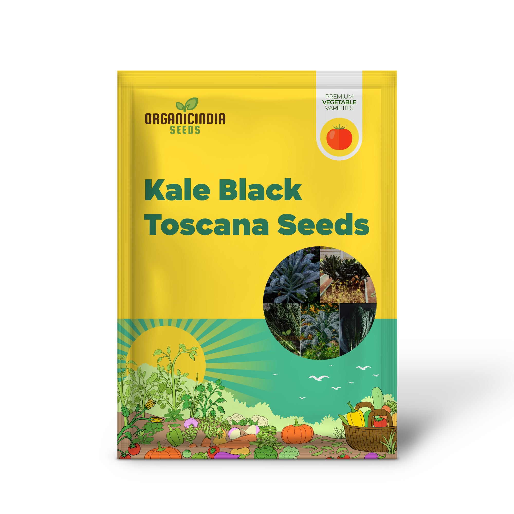 Black Toscana Kale Seedlings Growing from Seeds, Home Garden Vegetable