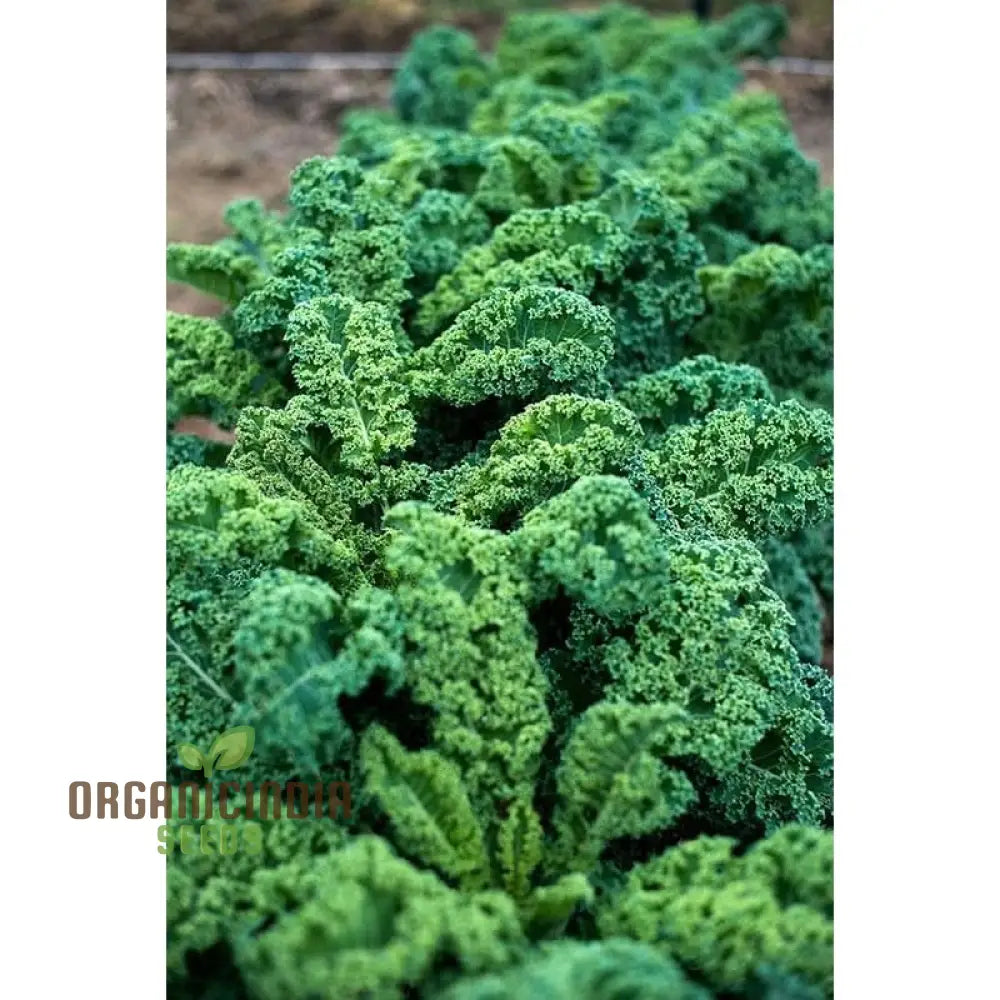 Harvested Dwarf Blue Curled Kale Leaves from Seeds, Nutrient-Rich Leafy Greens