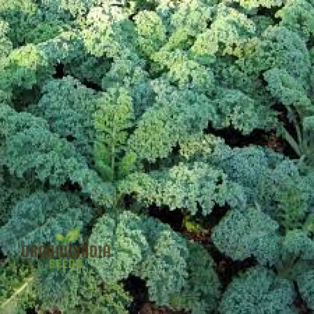 Mature Dwarf Blue Curled Kale Plant from Seeds, Compact Leafy Green Vegetable