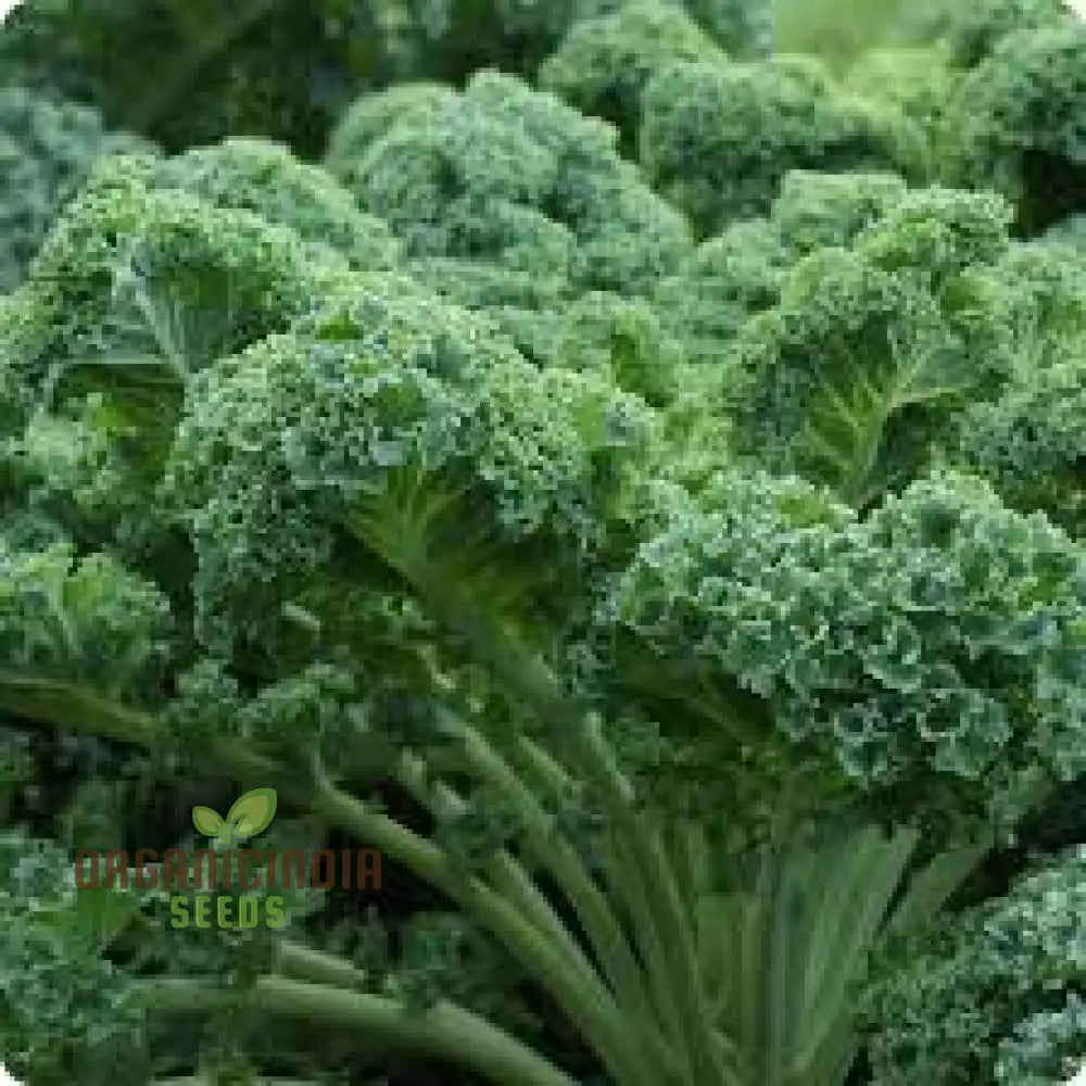 Dwarf Blue Curled Kale Seeds for Home Garden, Compact Leafy Green Seeds