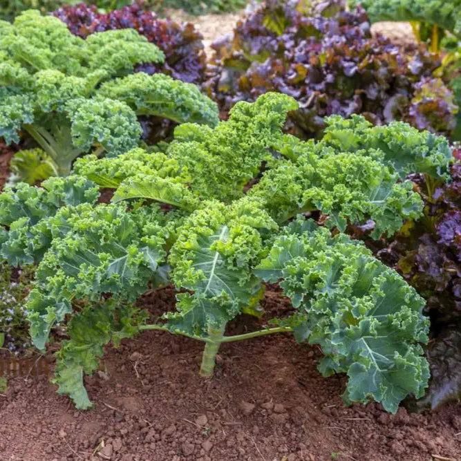 Mature Emerald Ice Kale Plant from Seeds, Compact Leafy Green Vegetable