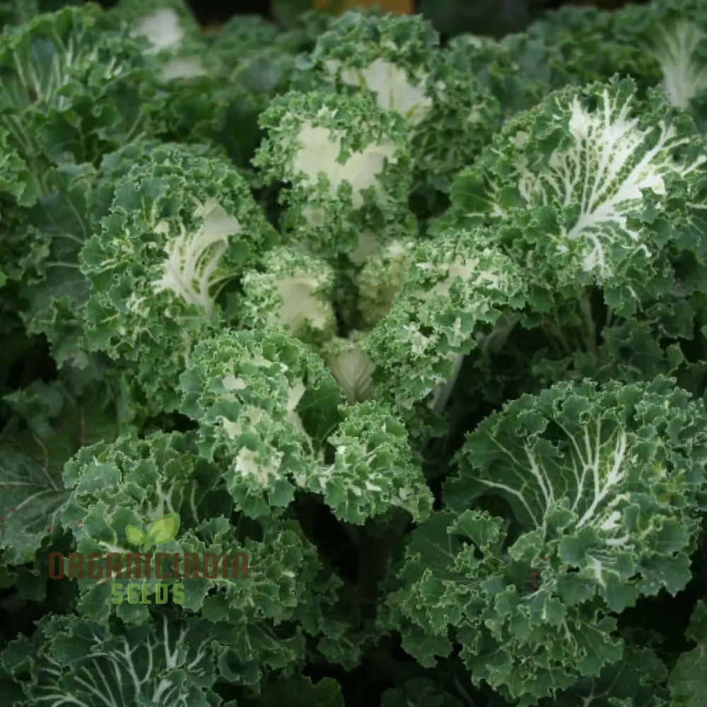 Kale Emerald Ice Seeds for Home Garden, Nutrient-Rich Leafy Green Seeds