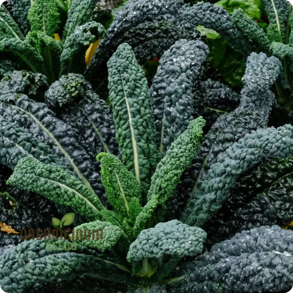Lacinato Kale Seeds for Home Garden, Nutritious Leafy Green Seeds