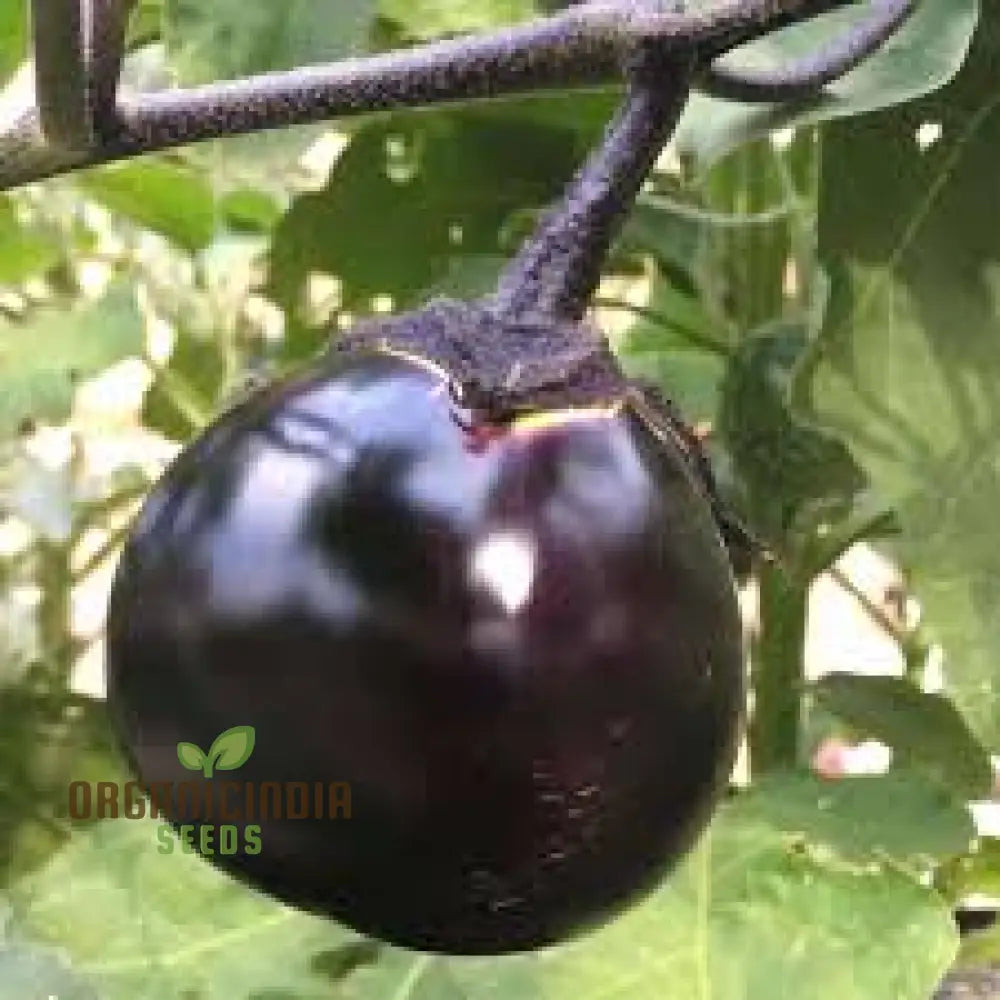 Mature Japanese Kamo Eggplants from Seeds, Glossy Purple Fruits