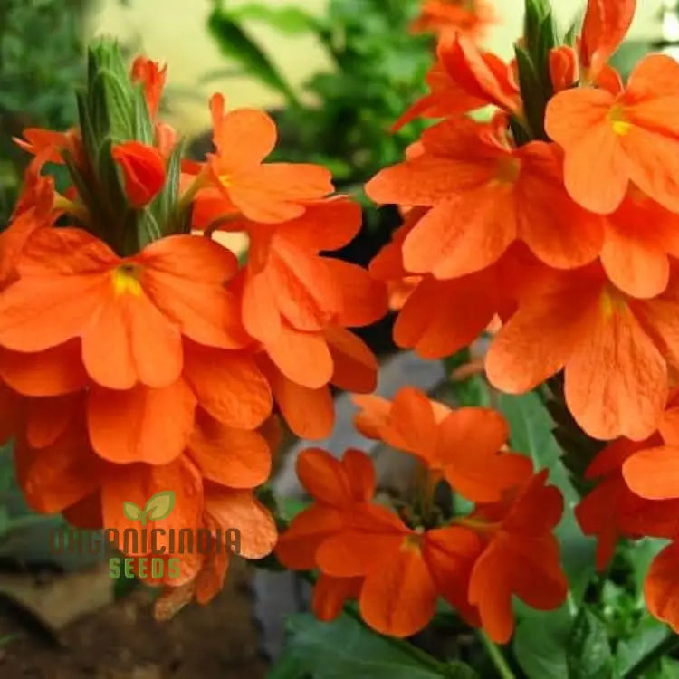 Kanakambara Hybrid Seeds for Planting, Ornamental Garden Flowers