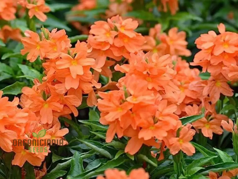 Kanakambara Hybrid Seeds Plant Growth in Garden Bed