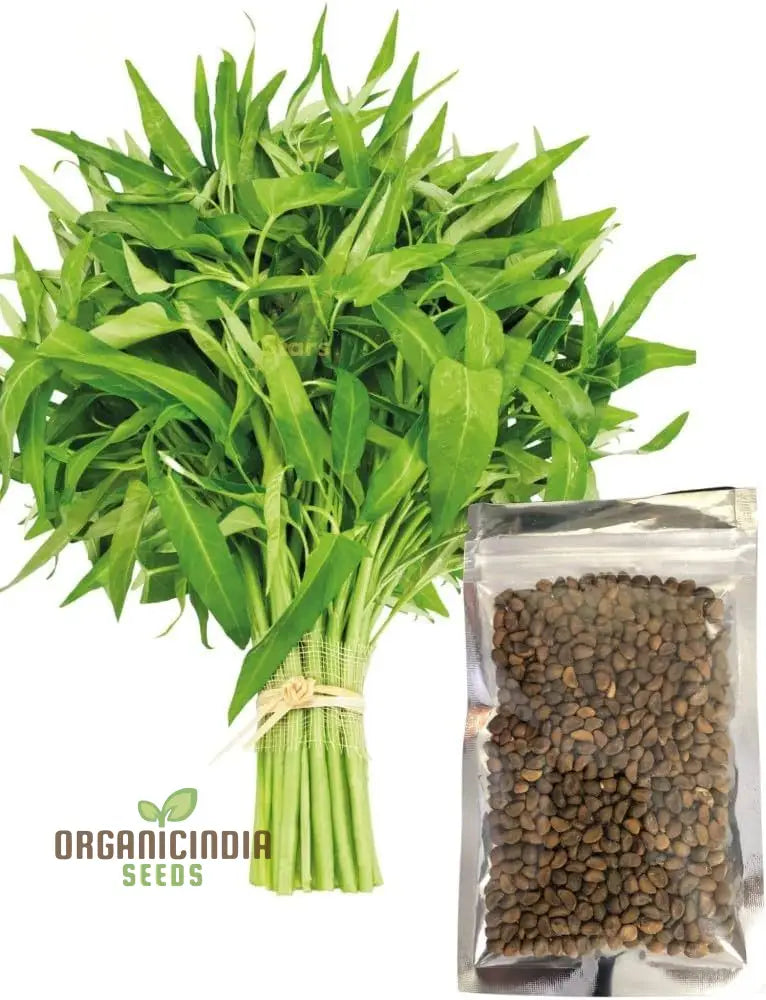 Mature Kang Kong Plant from Seeds, Fast-Growing Water Spinach