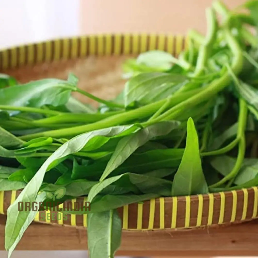 Bamboo Leaf Kangkong Seeds for Garden, Easy-to-Grow Water Spinach Seeds