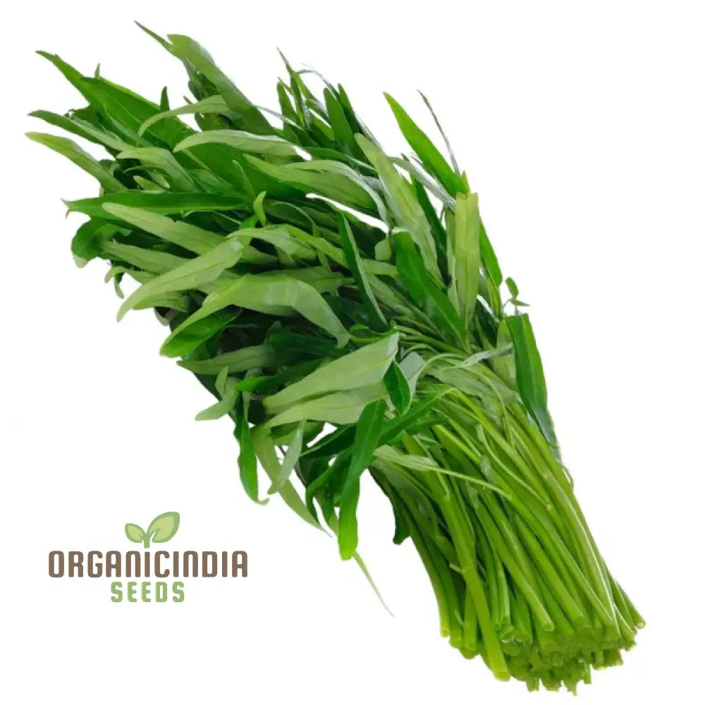 Fresh Bamboo Leaf Kangkong Leaves, Nutrient-Rich Leafy Greens