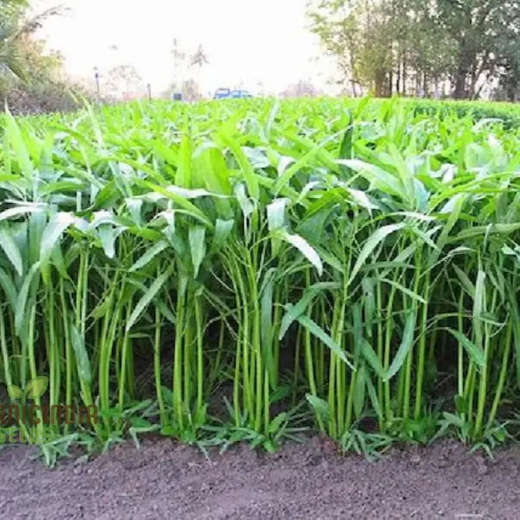 Mature Kangkong Plant from Bamboo Leaf Seeds, Home Garden Vegetable