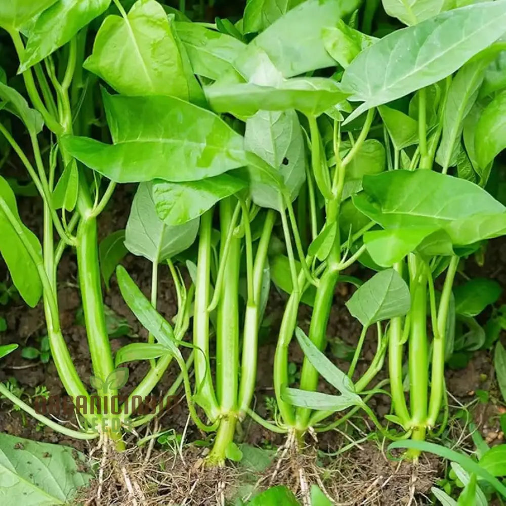Fresh Leaves of White Stem Kangkong, Nutritious Water Spinach