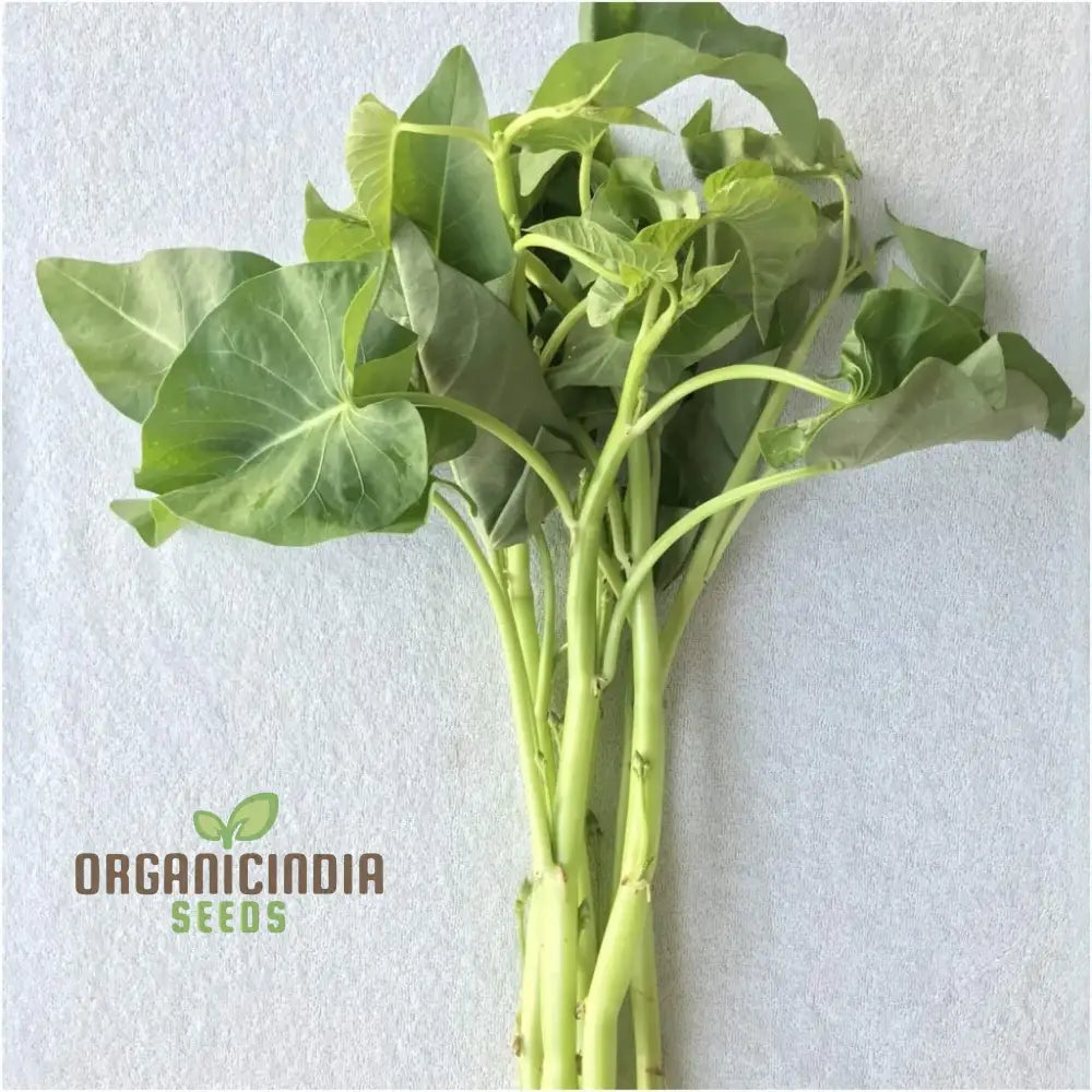 Mature White Stem Kangkong Plant from Seeds, Crisp and Tender Stems