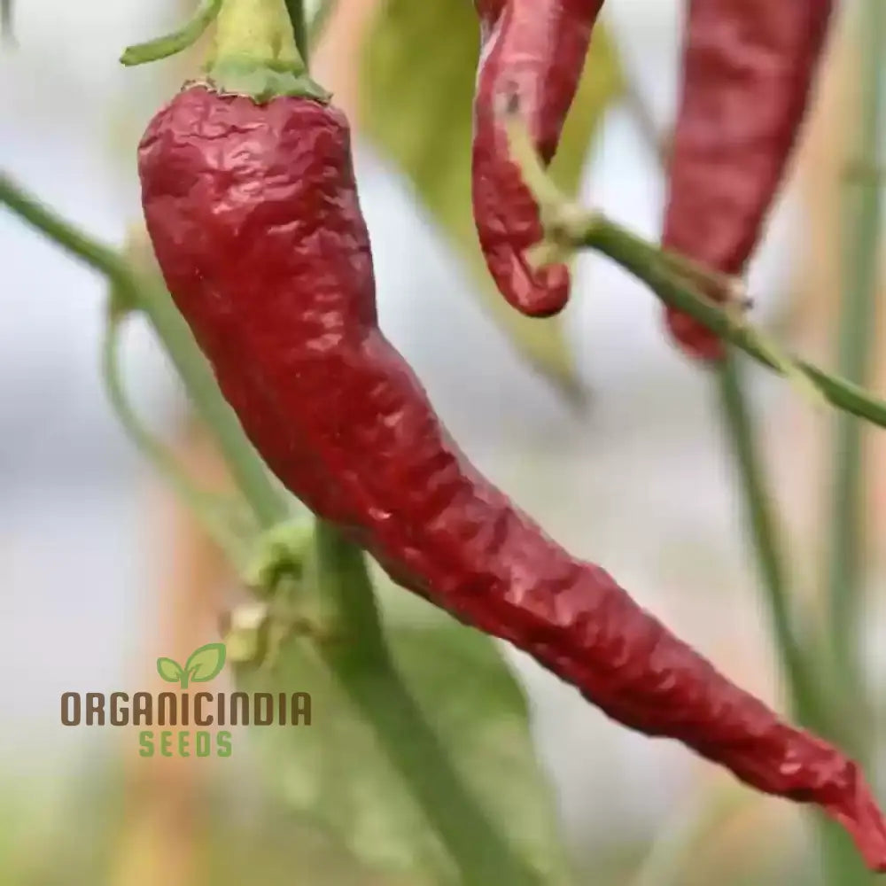 Kashmiri Mirchi Chili Seeds for Planting, Organic Non-GMO Chili Seeds