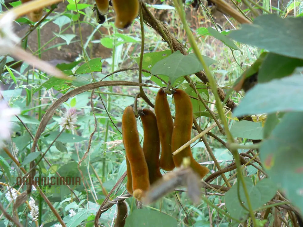 Kaunch Seedling Growing from Seeds, Easy-to-Grow Kavach Plant