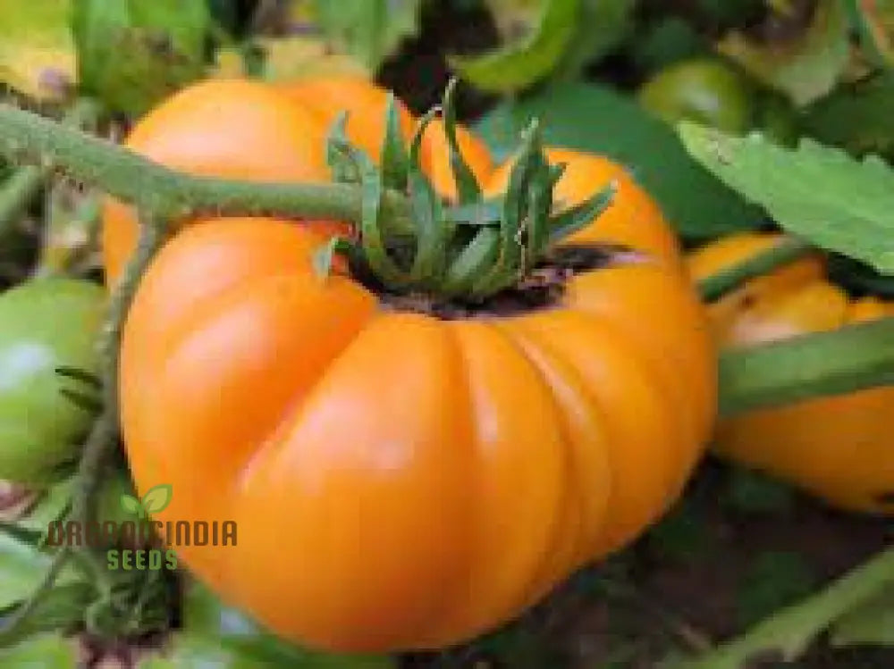 Kellogg's Breakfast Tomatoes on Plant, Fresh Golden Tomato Seeds