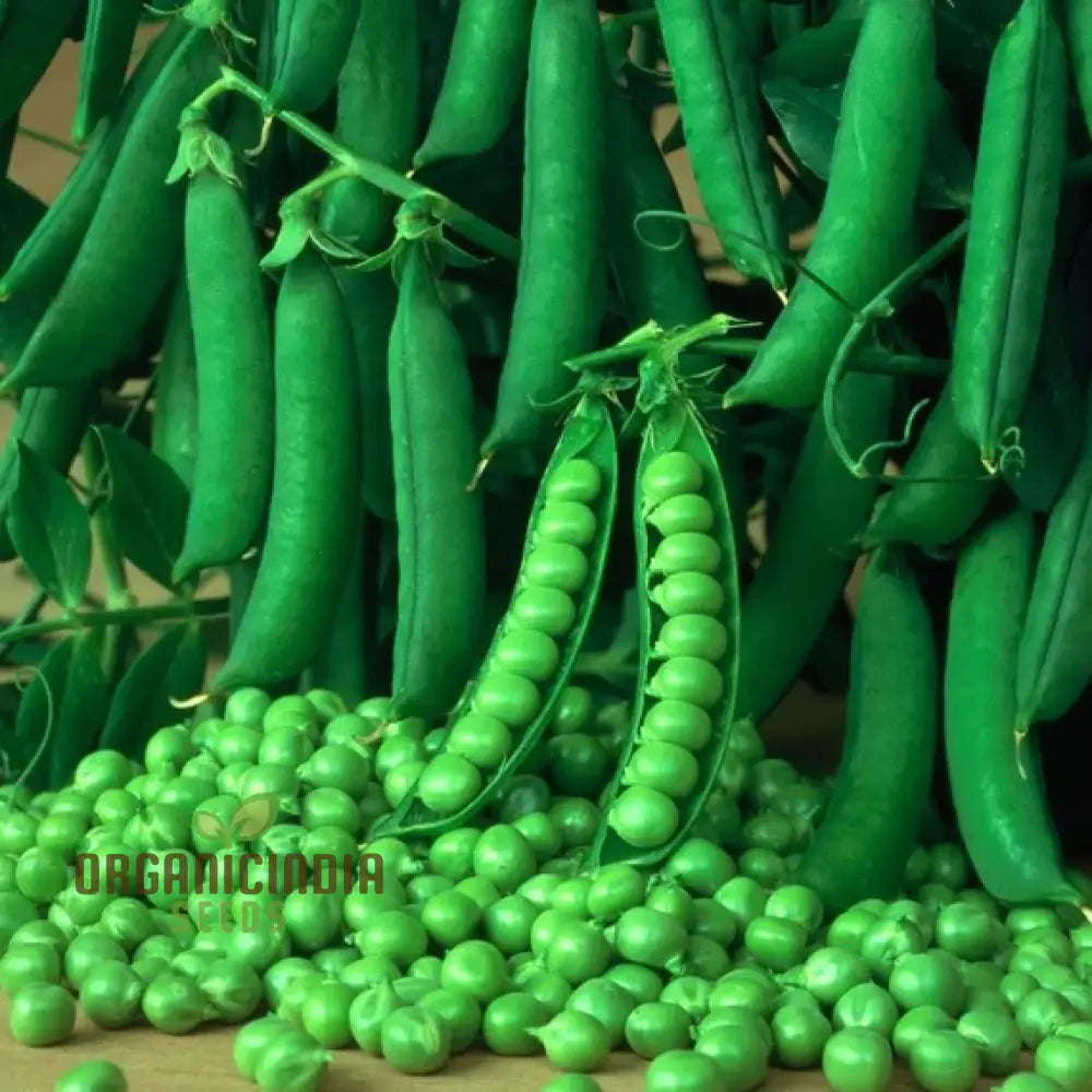 Mature Kelvedon Wonder Pea Plant from Seeds, High-Yield Home Garden Vegetable