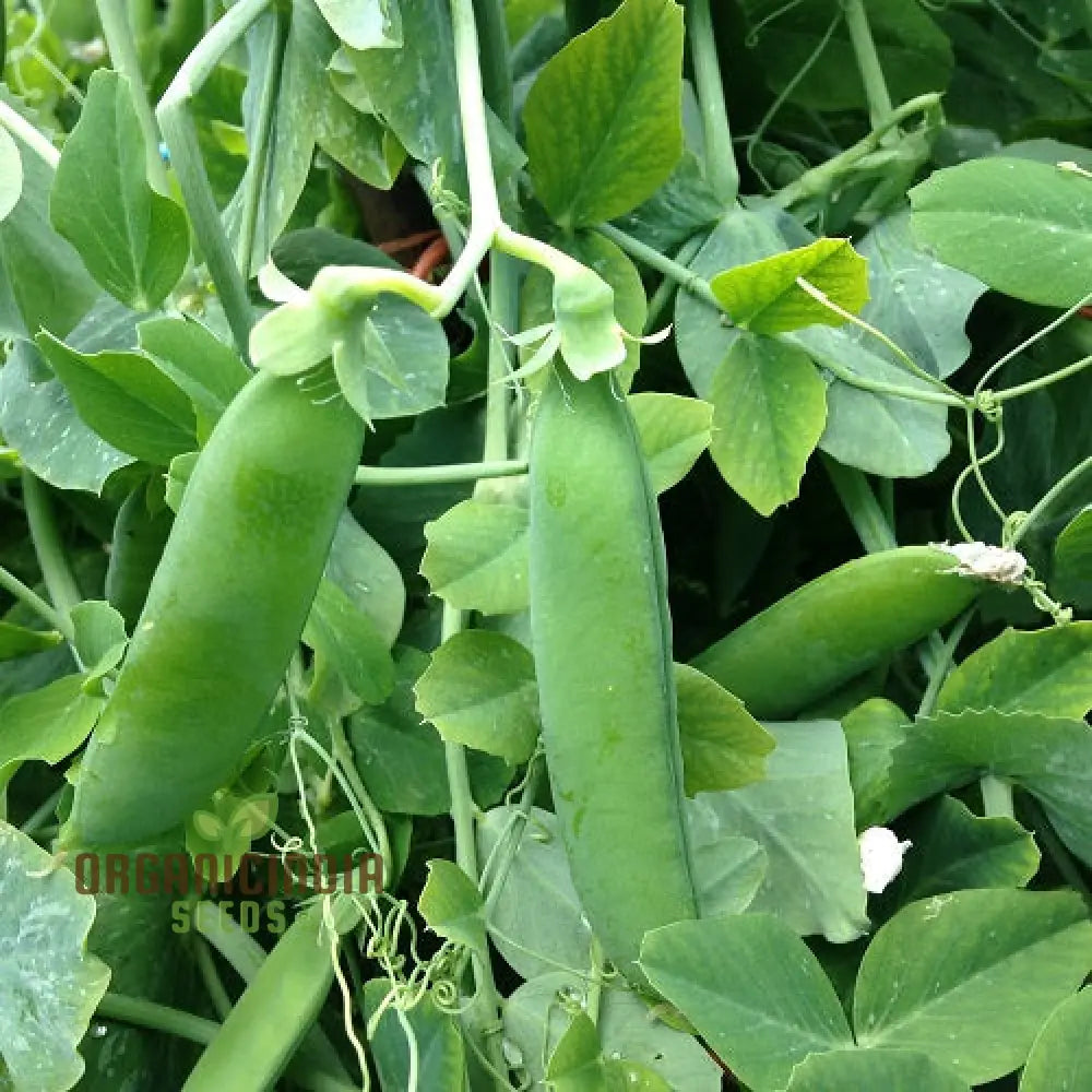 Kelvedon Wonder Pea Seeds for Home Garden, High-Yield Non-GMO Seeds