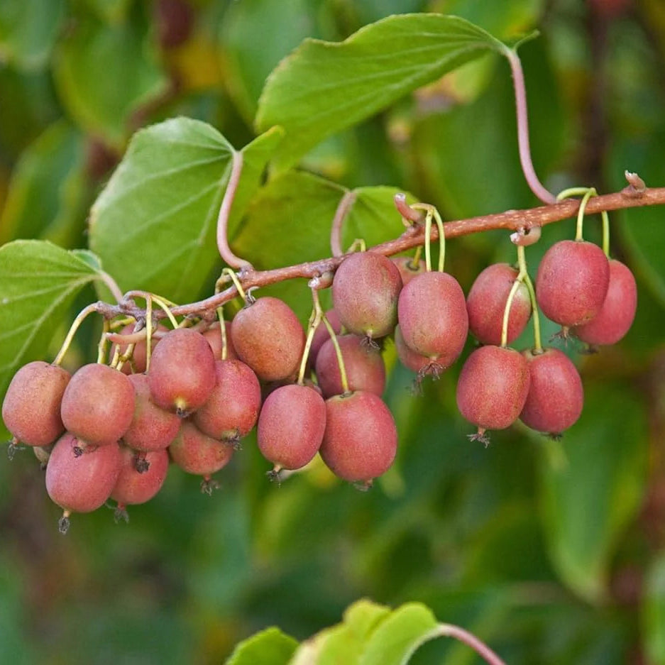 Ken’s Red Kiwi Seeds for Planting