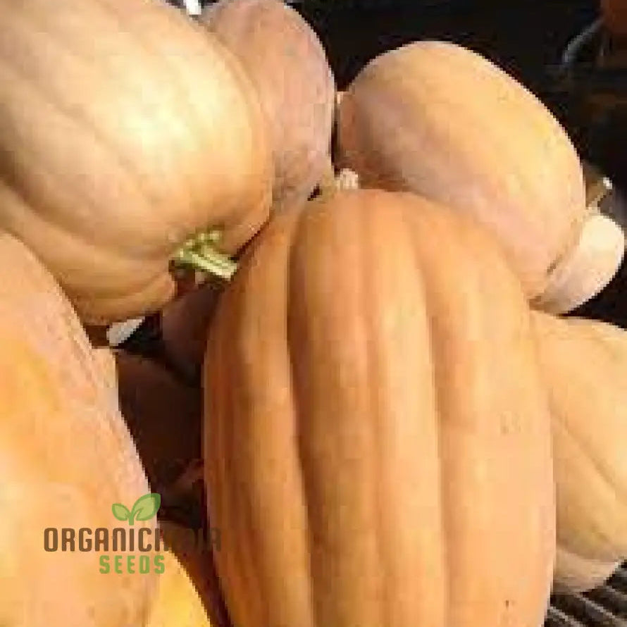 Kentucky Field Pumpkin Seeds - Perfect For Gardening | Premium Quality