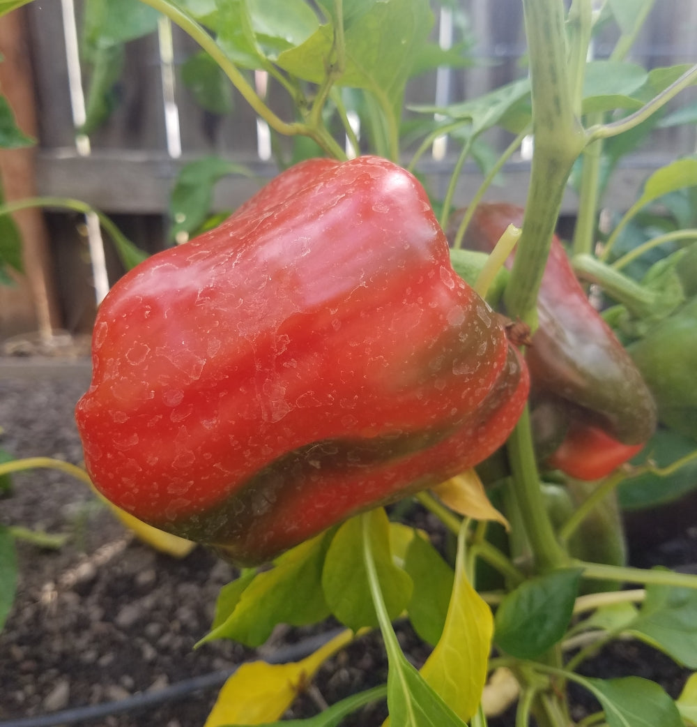 Healthy King of the North Bell Pepper Plant with Ripe Peppers