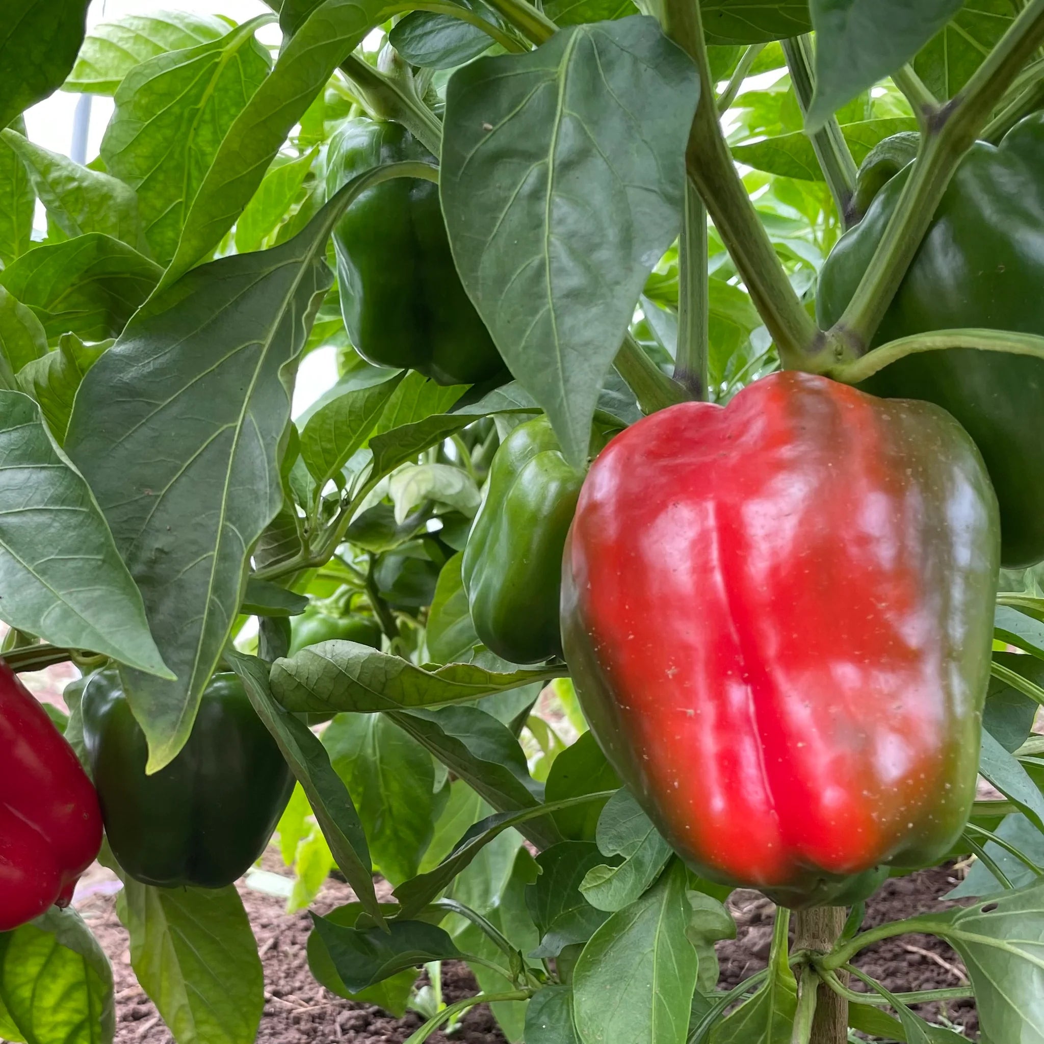 King of the North Bell Pepper Seedlings Growing from Non-GMO Seeds