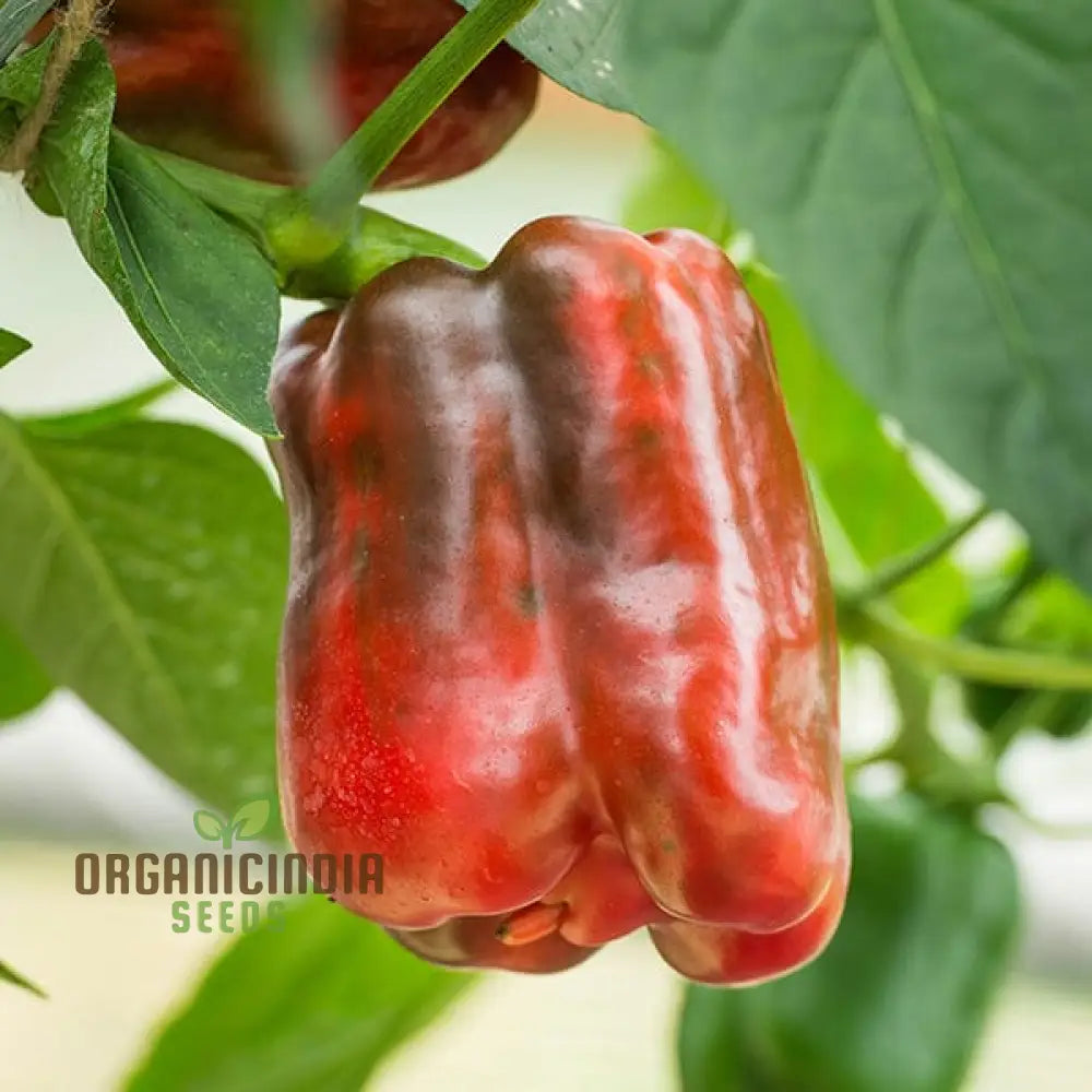 King of the North Sweet Pepper Seeds for Planting, High-Yield Cold-Hardy Variety