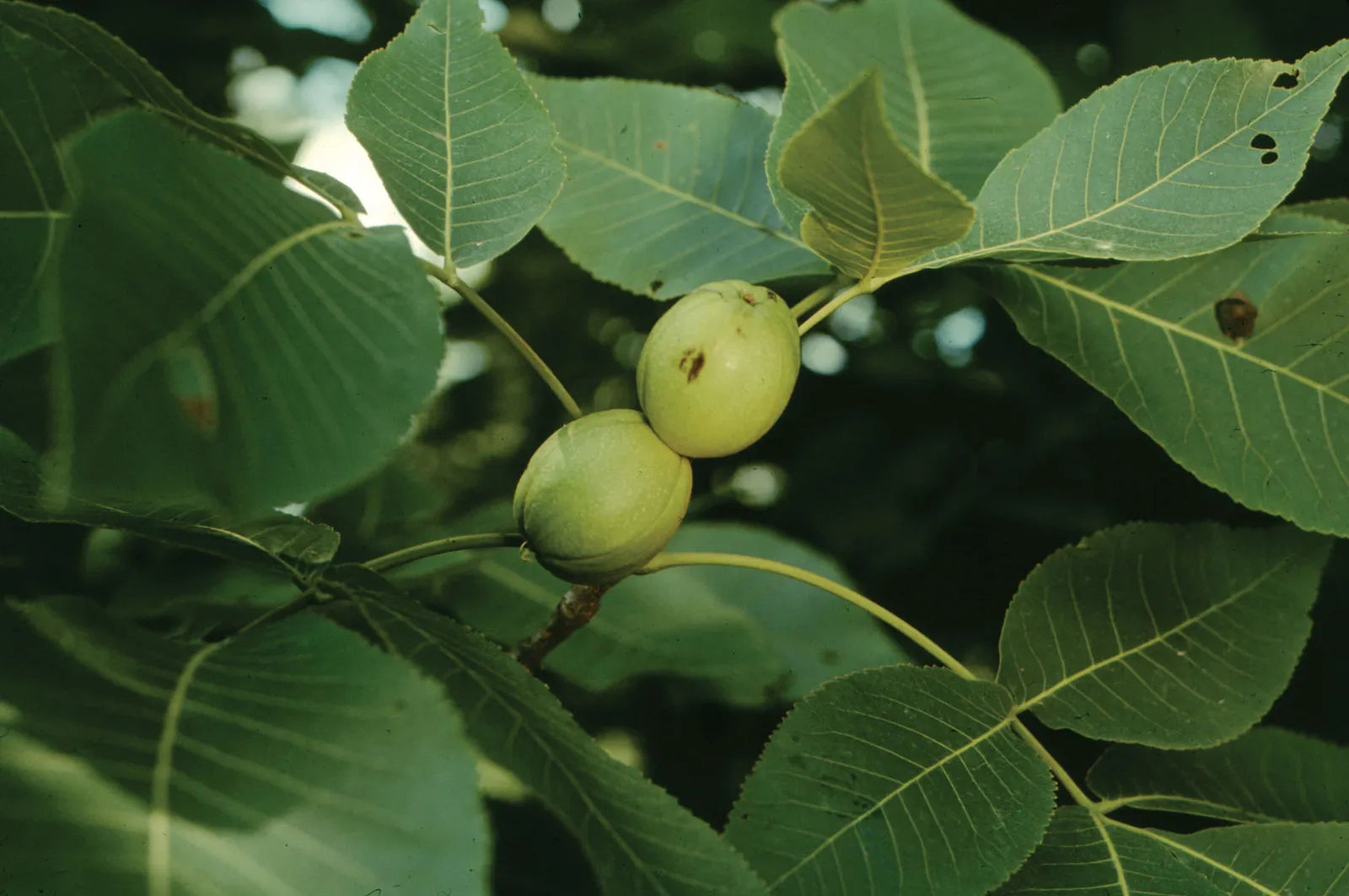 Large Sweet Kingnut Hickory Nuts from Mature Trees