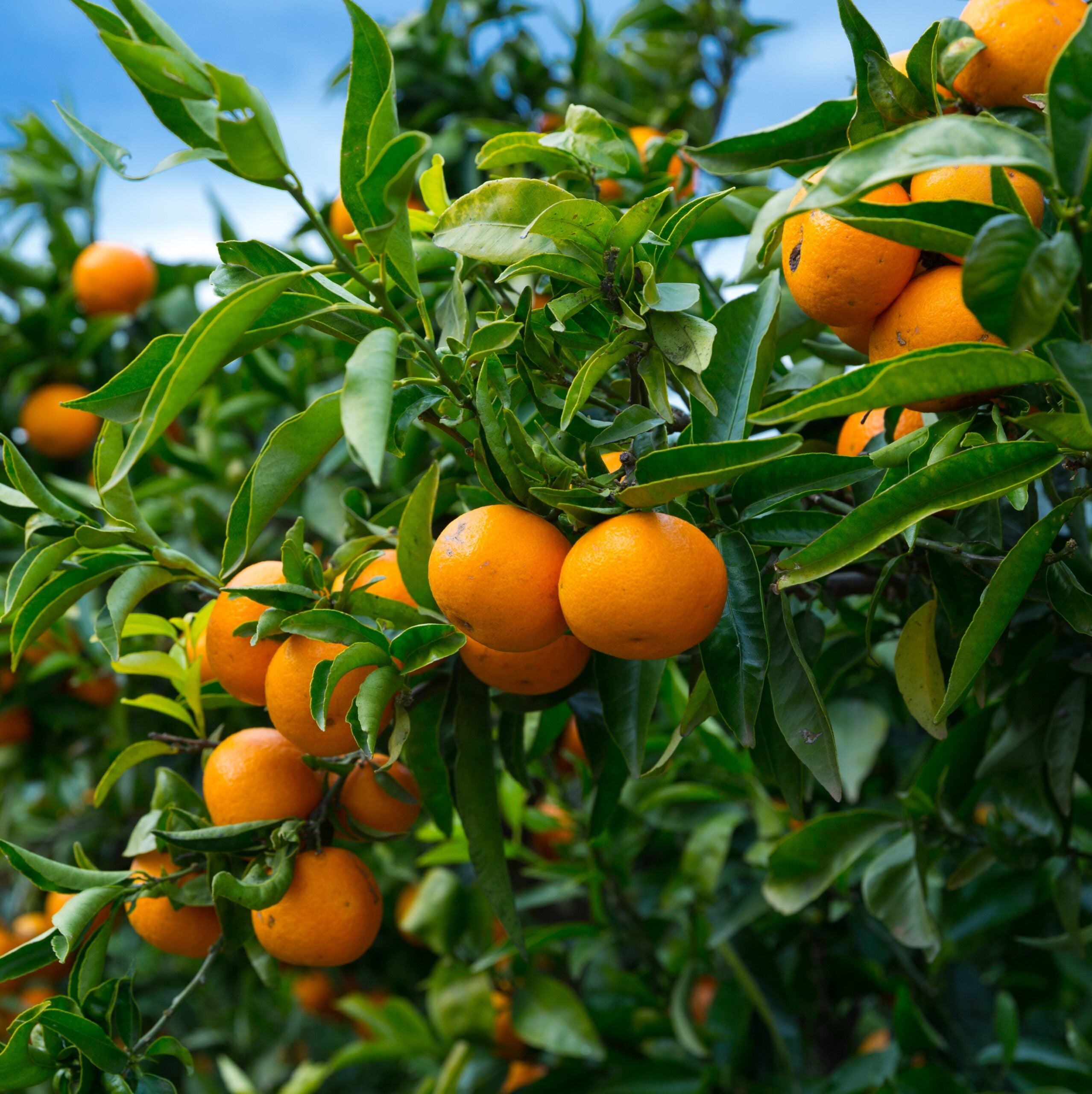 Kinnow orange seeds for planting sweet mandarin hybrid oranges