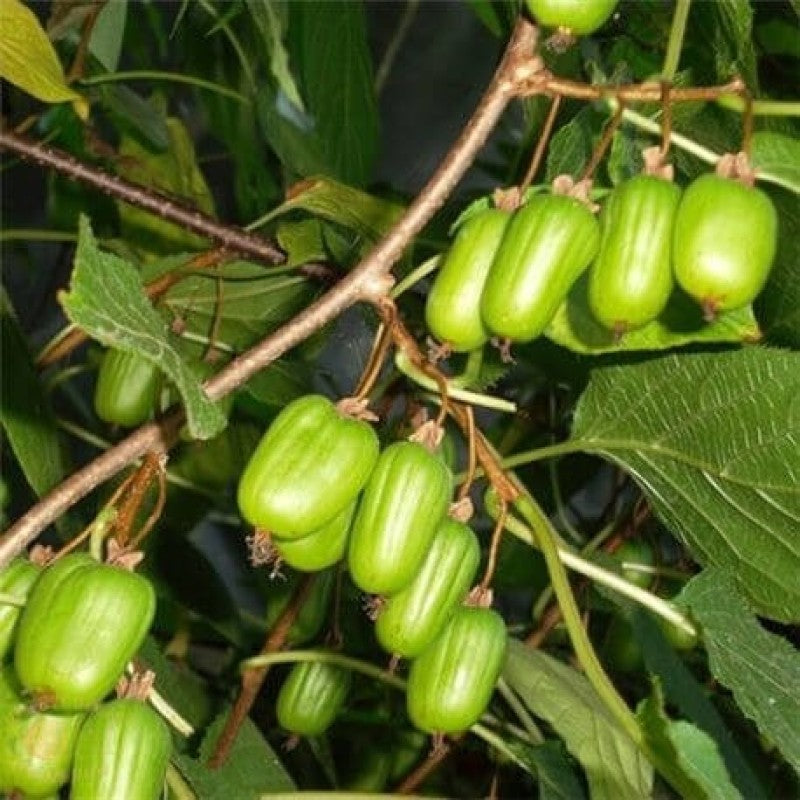Young Kiwi Seedlings Growing in Pots