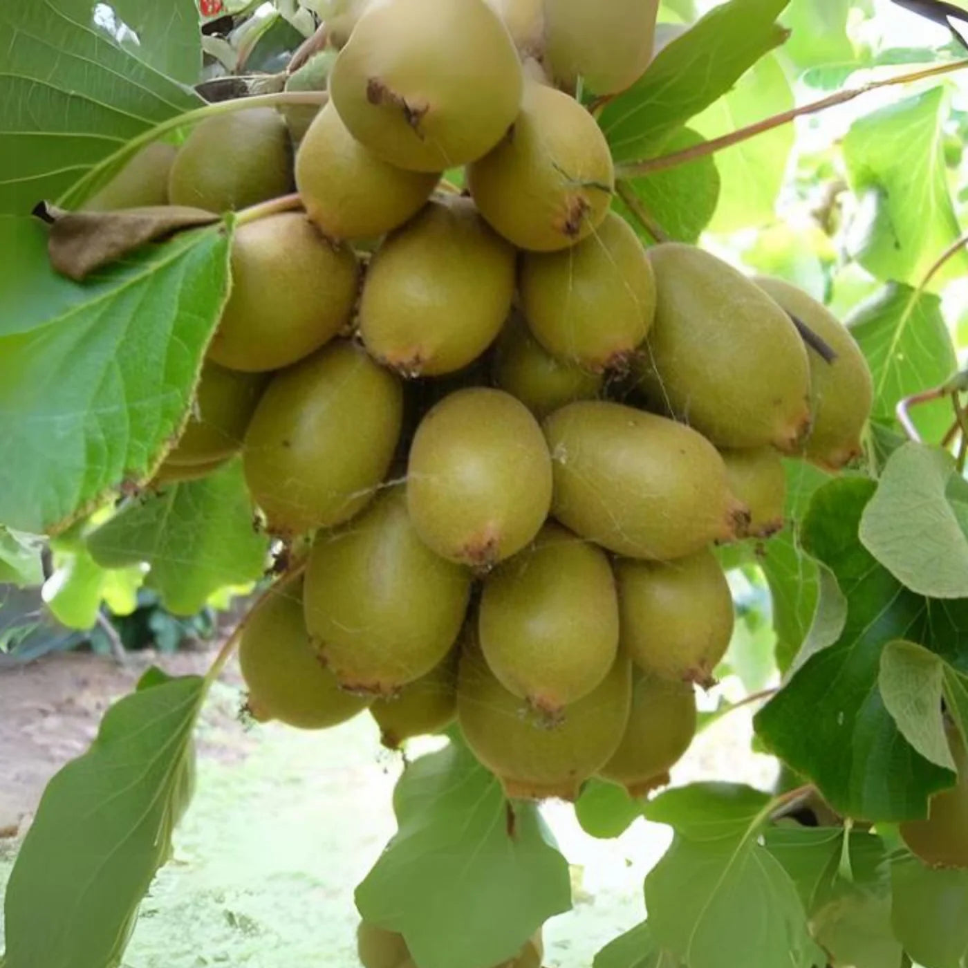 Kiwi Vine with White Fragrant Flowers – Actinidia deliciosa in Bloom