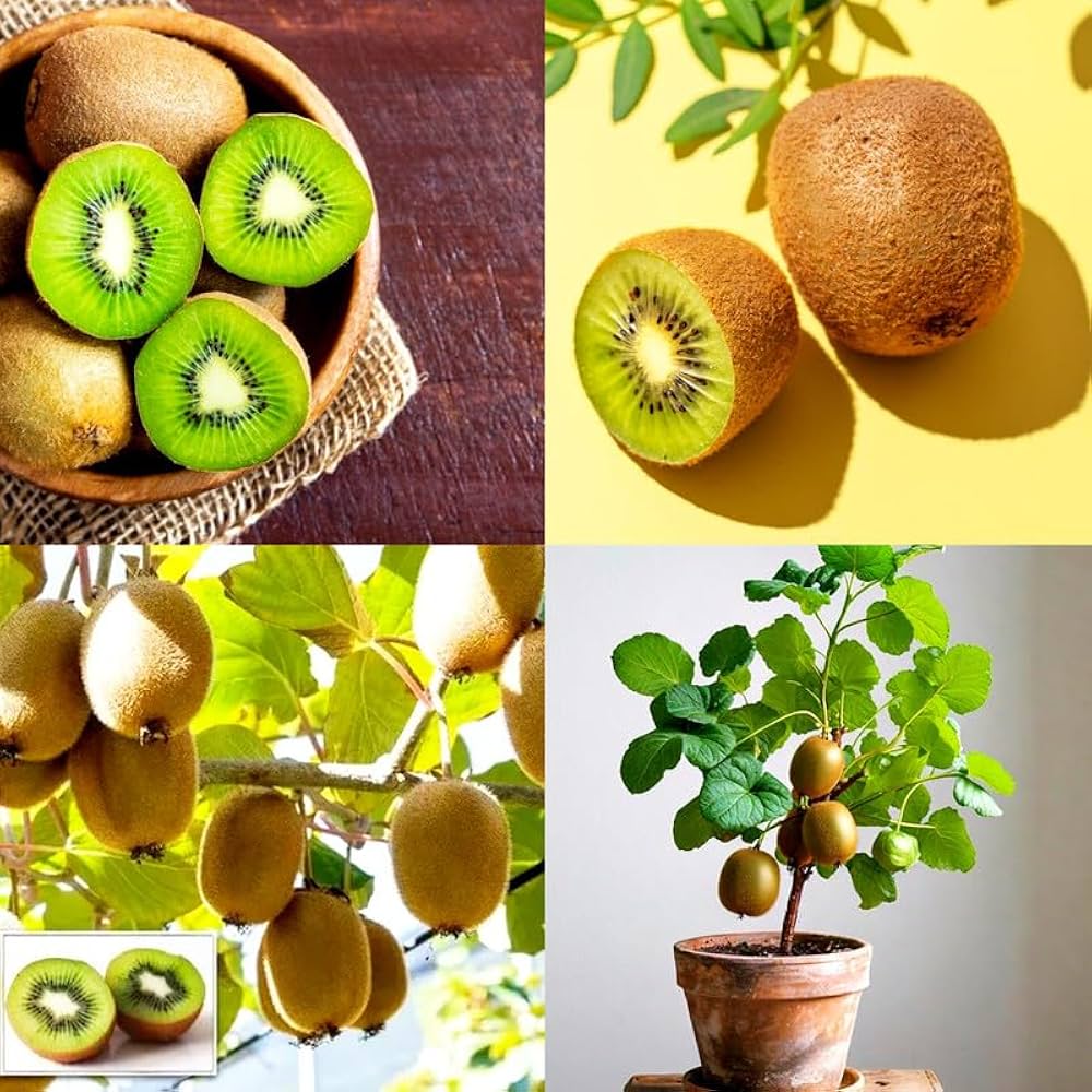 Golden Kiwi Vine Growing on Trellis